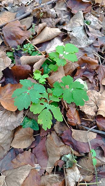 istock green plant  emerging from a forest floor covered in dry brown leaves 2248311942