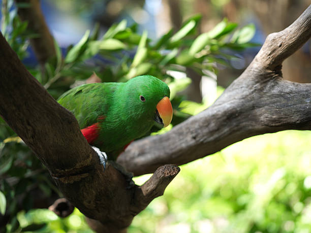 istock Green Parrot on the Branch 2248312141