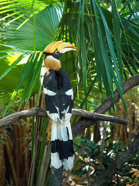 istock Buceros bicornis Perching on a Branch 2248312152