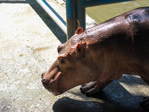 A Hippopotamus on the Concrete Platform by the Water