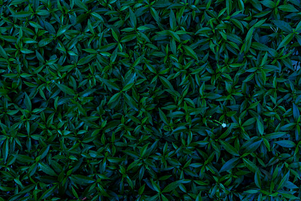 Green tropical natural leaves background image(PHOTO)