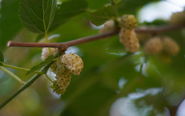 istock White mulberries hang behind the leaves 2248312636