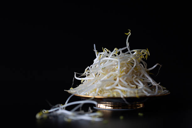 A plate of fresh bean sprouts, with a large number of white and slender bean sprouts piled in a dish with gold rims, the tips of the sprouts tinged with a tender yellow, and some bean sprouts hanging naturally, appearing plump and tender; the dark background highlights the white texture of the bean sprouts, and the overall picture is simple and clean, highlighting the freshness of the ingredients.