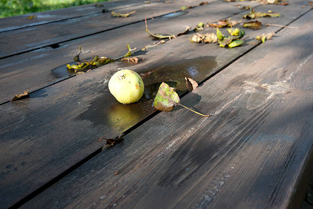 An apple lies on a weathered wooden table, surrounded by scattered leaves and moisture.