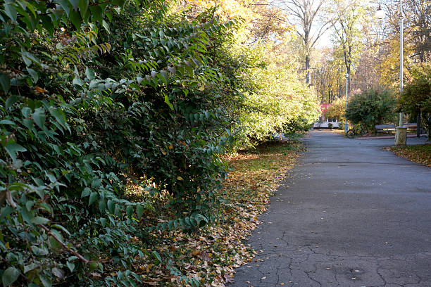 istock Colorful autumn pathway lined with lush greenery and fallen leaves 2248315172