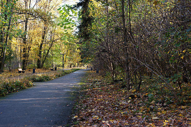 istock Walking path through a colorful autumn forest with golden leaves 2248315180