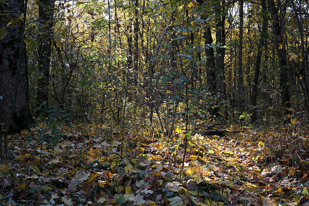 Fall in a forest with deciduous trees.
