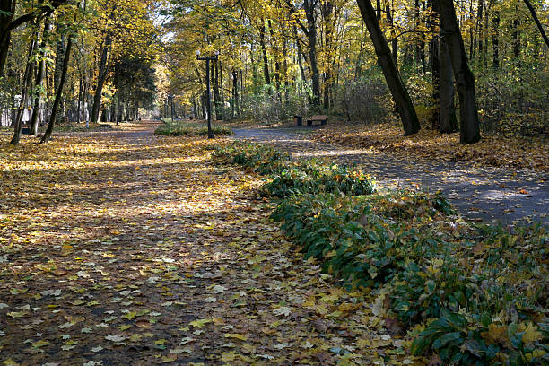 istock Autumn leaves create a colorful path in the tranquil park 2248315190