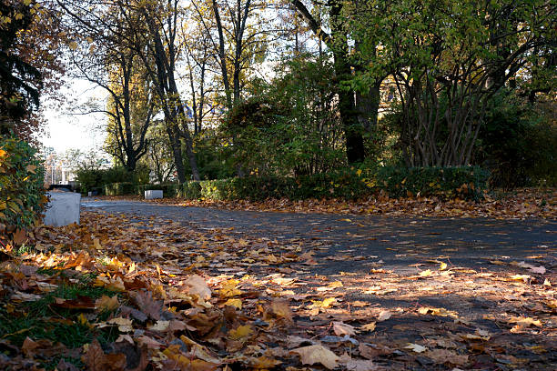 Colorful foliage blankets the ground along a tranquil pathway in a park.