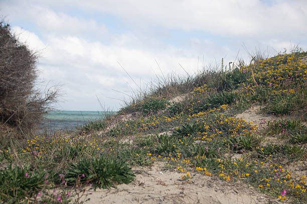 Torre Guaceto, protected marine reserve and nature park just north of Brindisi, Apulia region, Italy