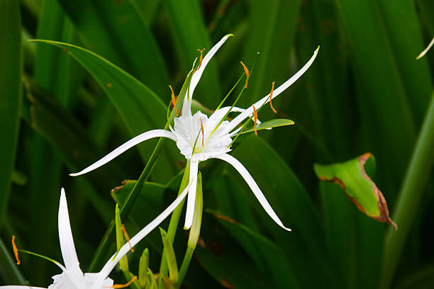 Close-up photo of a white spider lily (Hymenocallis littoralis) blooming among lush green leaves, photographed in Vietnam. The flower features long, ribbon-like petals and slender stamens with orange anthers, standing out sharply against the dark green background. Ideal for themes related to tropical flora, botanical details, nature backgrounds