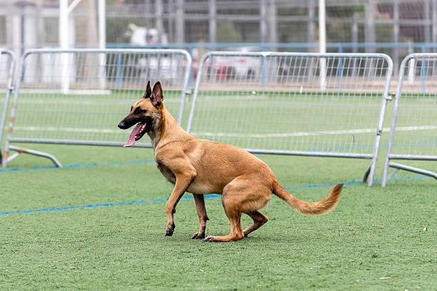 istock Energetic dog running on a grassy field during a training session in the afternoon sun 2248317169