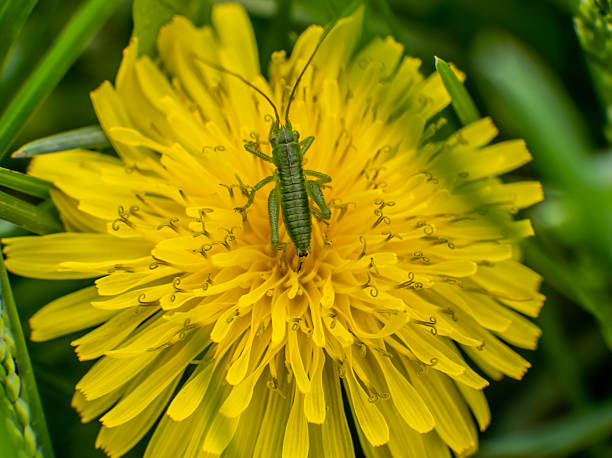 Macro photo of a green grasshopper feeding on a yellow dandelion.