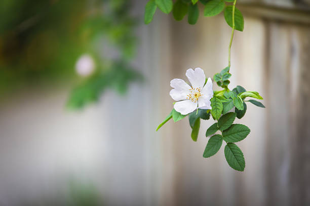 A single white wild flower hangs delicately from a green vine against a softly blurred wooden fence, its petals glowing in gentle early-morning light and highlighting the fragile beauty of nature.