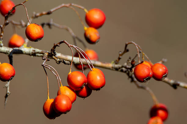 Red hawthorn (Crataegus monogyna) berries on a tree isolated on a natural background