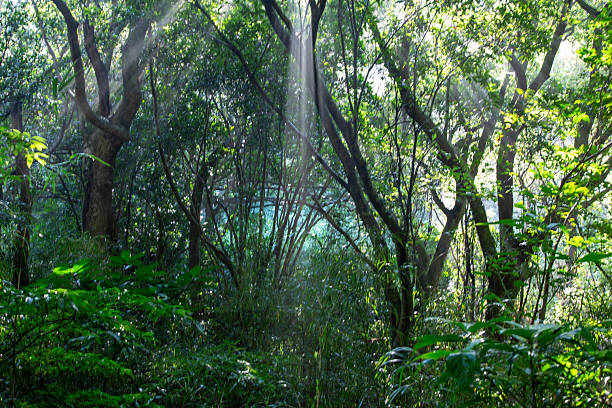 istock The light of Amami Oshima 2248322426