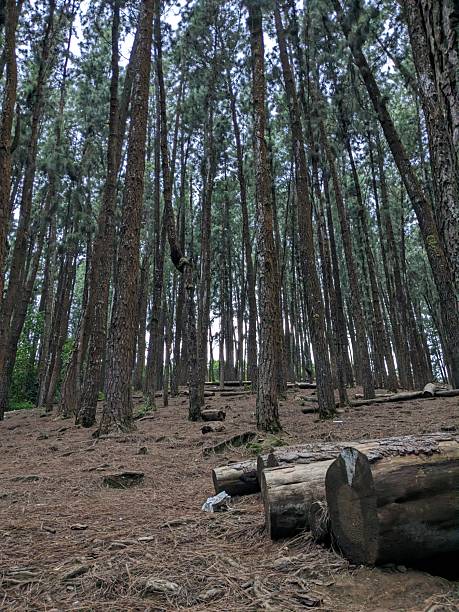 istock Logs and Litter in a Pine Forest Clearing 2248323356
