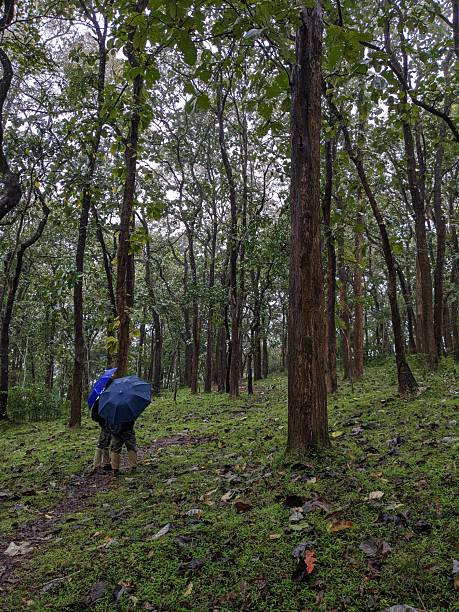 istock Trekker Holding Umbrella on Jungle Path 2248323562
