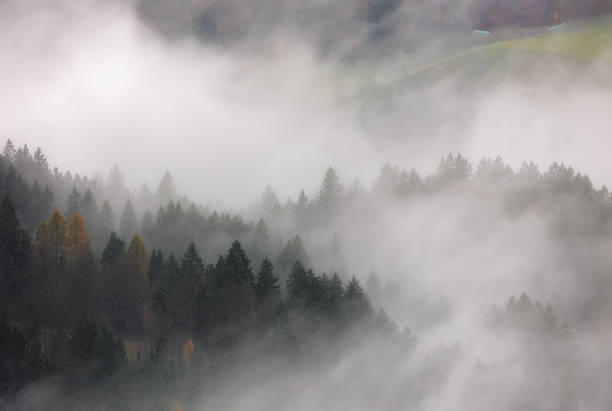 A dense autumn mist drapes the forested slopes of Slovenia’s mountains, softening the outlines of dark pines and golden leaves. The scene feels ethereal, as if the landscape is whispering secrets through the fog.