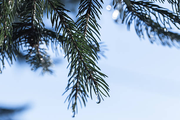 Silhouettes of evergreen spruce tree branches with frozen drops on it, natural macro photo taken on a sunny winter day