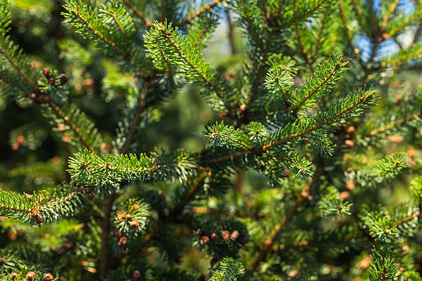 istock Vibrant green spruce branches on a sunny day 2248325038