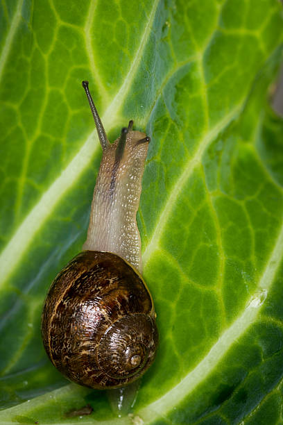 istock Close up of a Snail slithering along a cabbage leaf 2248325865