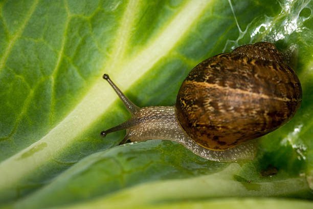 Close up of a Snail slithering along a leaf