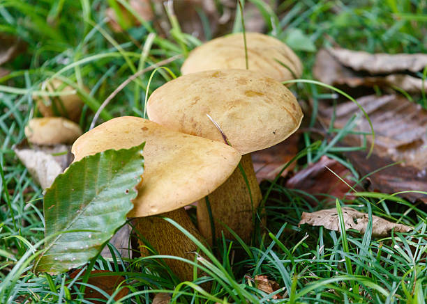 Three mushrooms are on the grass. One is on the left, one is in the middle, and one is on the right