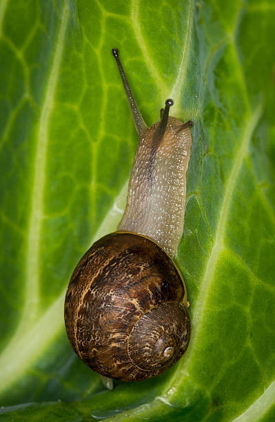 istock Close up of a Snail slithering along a cabbage leaf 2248326329