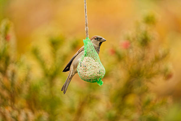 A house sparrow (Passer domesticus) perched on a hanging fat ball feeder in a garden. Close-up wildlife photo with a soft orange background.