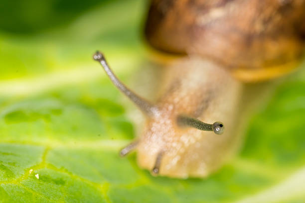 Close up of a Snail slithering along a leaf