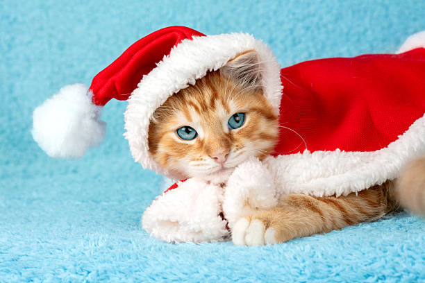 istock A cute ginger kitten wearing a Santa cape with a pompom lies on a blue background 2248326532