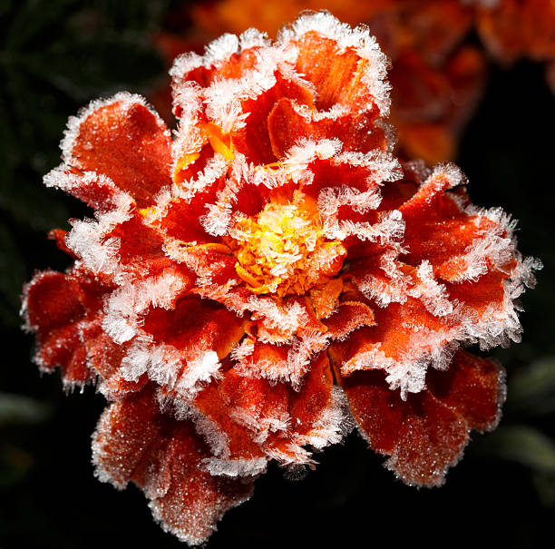 A flower with frost on it. The flower is orange and has a yellow center. The frost is covering the entire flower
