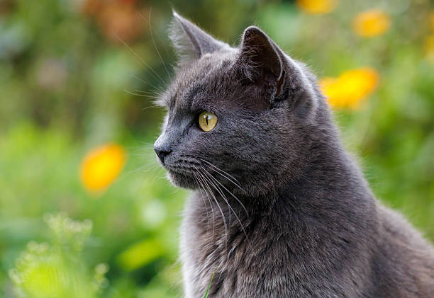 istock A grey cat with yellow eyes is sitting in a green field 2248326728