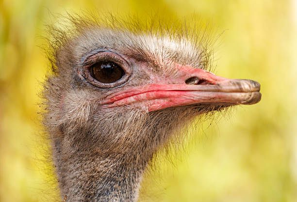 A close up of an ostrich's face. The bird has a red beak and pink nostrils