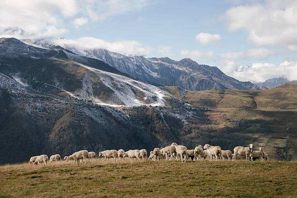 A large flock of sheep on a grass field by a mountain range
