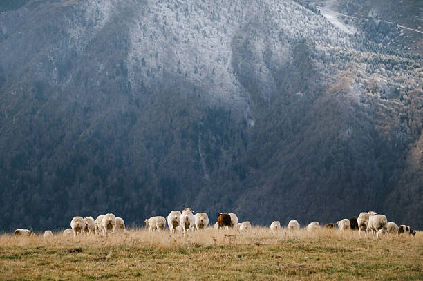 A large flock of sheep on a grass field by a mountain range