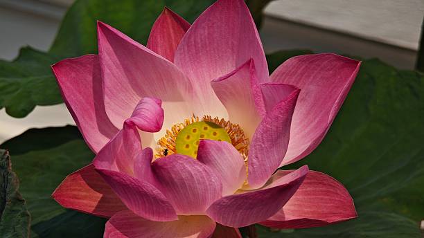 istock A beautiful pink lotus flower in full bloom. 2248328819