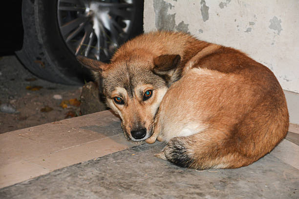 istock Homeless dog sleeping on the floor. Sleeping dog 2248329377