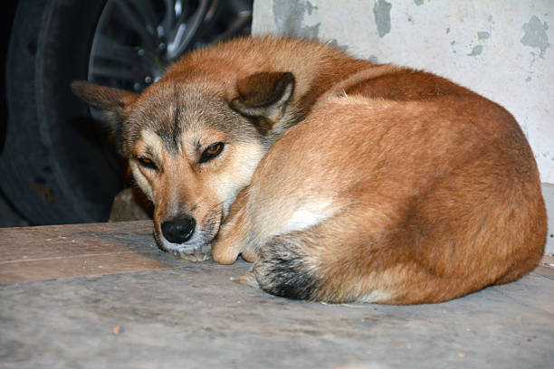 istock Homeless dog sleeping on the floor. Sleeping dog 2248330191