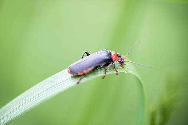 A closeup of a tiny red-headed beetle, soldier beetle (Cantharis rustica), resting on a curved blade of grass, set against a soft green background. The image conveys calm, nature, and micro-world fascination with a vivid contrast between the red head and dark body.