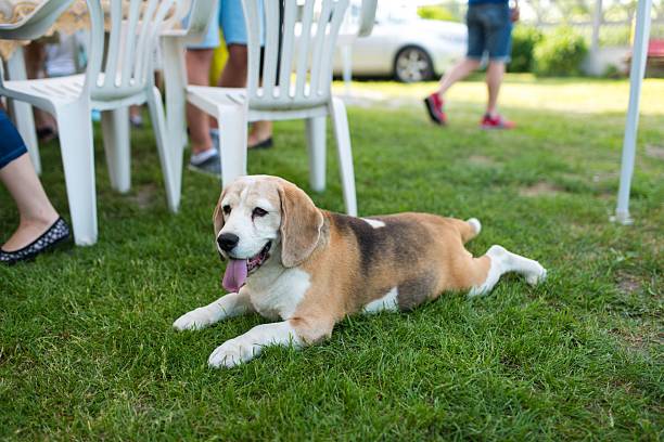 istock A beagle dog rests on the grass 2248334097