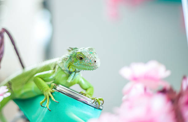 Green iguana close-up, animal close-up. The Green Lizard