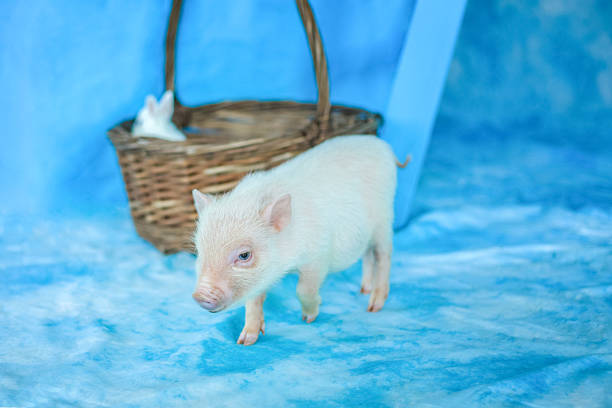 Cute funny piggy. A mini pig. Pets