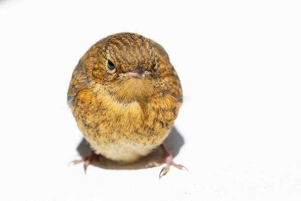 European Robin Sat On A Watering Can