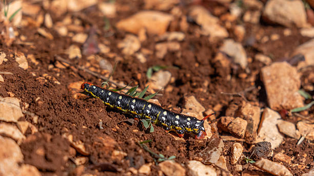istock Colorful Spurge Hawk-Moth Caterpillar Crawling on Rocky Ground 2248335715