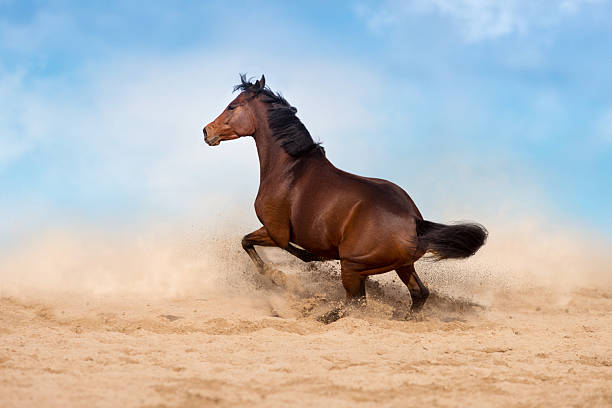 istock Horse with long mane run  in desert dust 2248336707