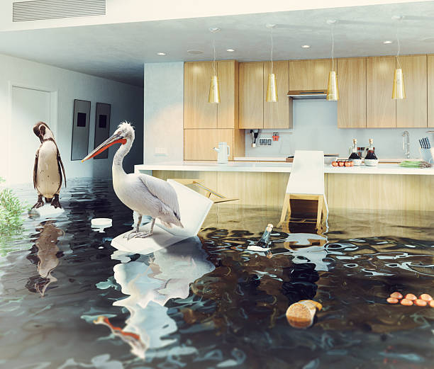 istock birds in the flooding kitchen 2248338112