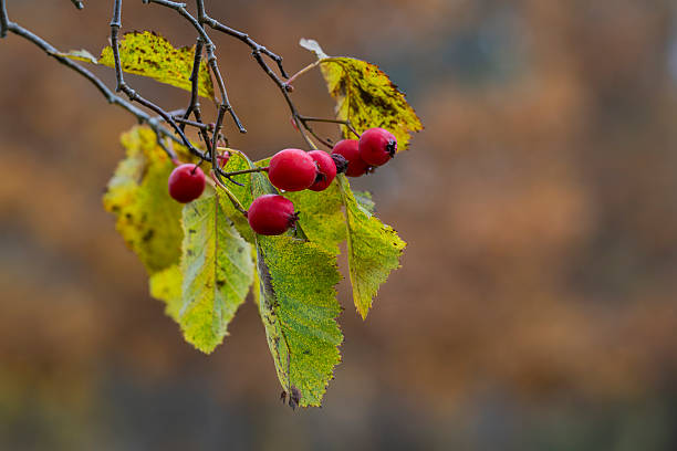 Red  berries of hawthorn (Crataegus) on a blurred background in autumn. Branch with red berries of hawthorn on autumnal blurred background. Autumn weather, fall background.
