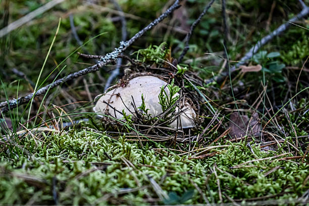 Fungus growing with moss on the forest floor. Macro photography photo in the Mataram estate nature reserve near Dalfsen in Overijssel during a fall day.
